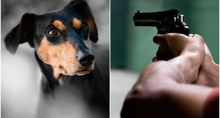 Kutjevo: Iz vatrenog oružja ustrijelio psa