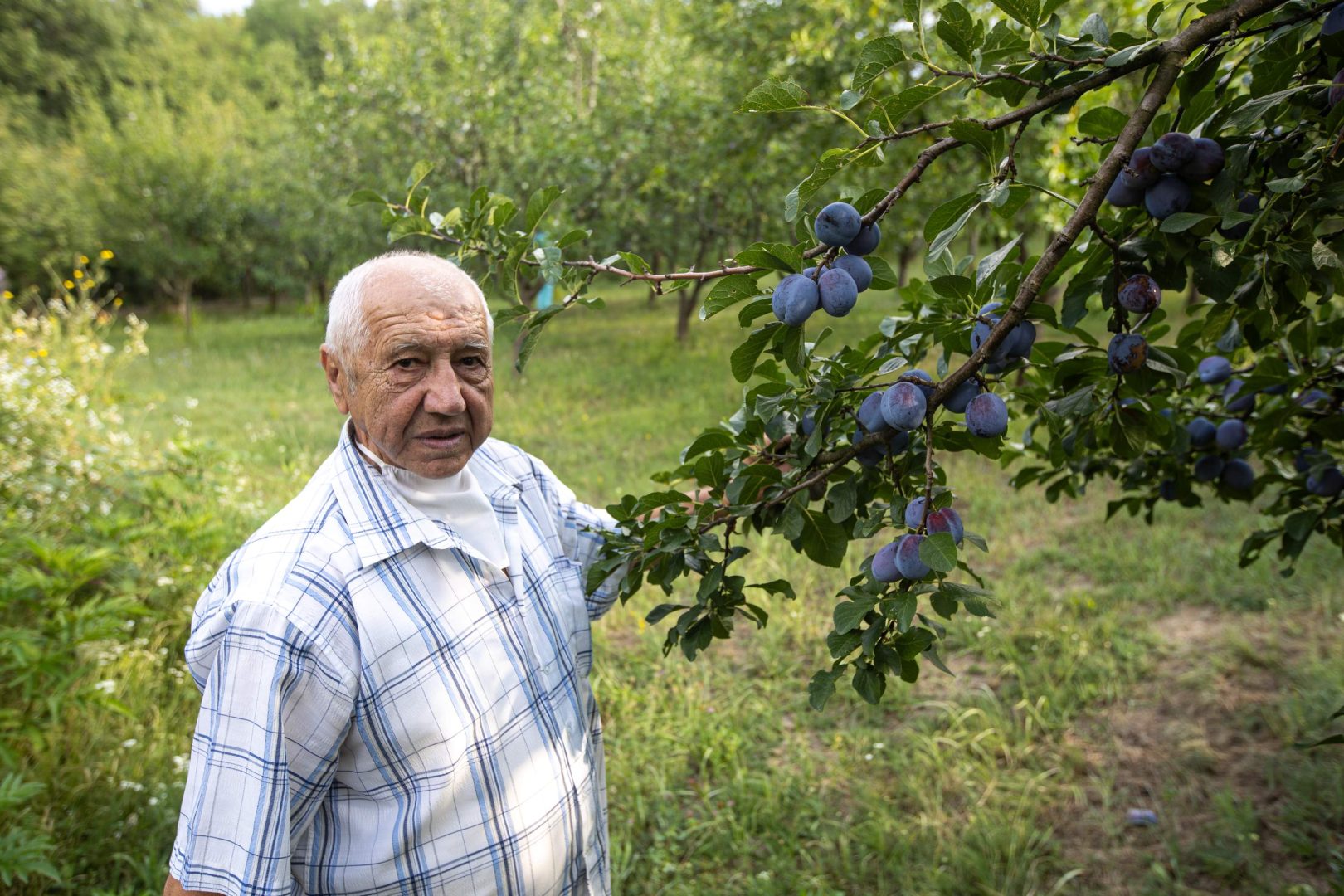 OPG Božo Budimir: U iščekivanju još jedne berbe šljiva