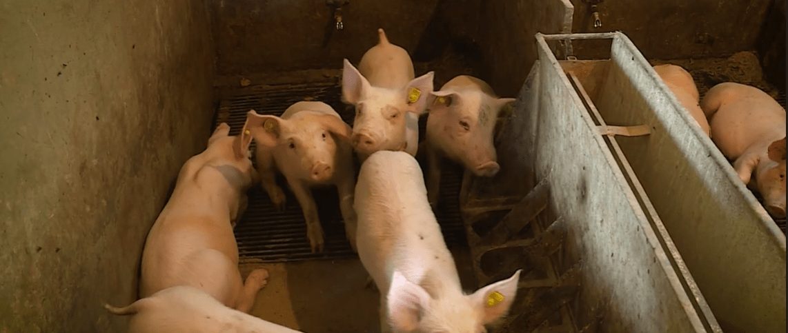Kuga se širi Slavonijom – Požeško-slavonska županija jedina bez zaraze!