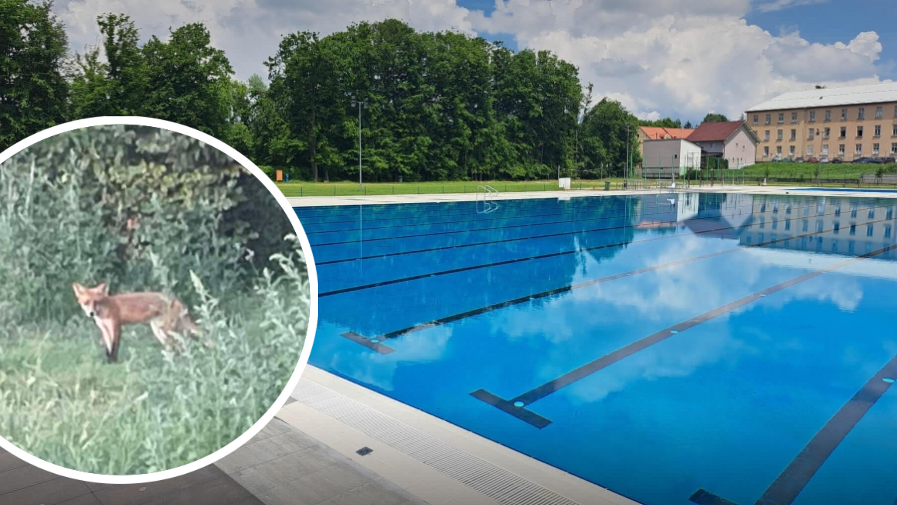 [VIDEO] Lisica bez straha šetala požeškim bazenima i krala obuću: Je li ovo upozorenje za nadležne?